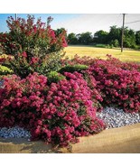 Berry Dazzle Dwarf Crape Myrtle Plants US Fast Shipping - $852.93 MXN