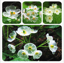 Skeleton Flowers Bonsai 5 Seeds Diphylleia Grayi Bonsai Exotic Plant Wat... - £8.74 GBP