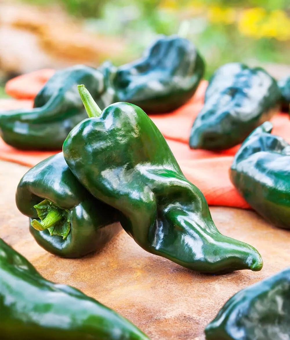 50 Pepper Seeds Poblano Baron Pepper Seeds  - $14.99