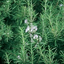 Organic Rosemary Herb Plant- 1 - bare rooted 10&quot; Plant / Grown in USA - £28.06 GBP