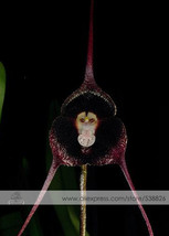 1 Pack Approx 50 Seeds / Pack Dracula Pholeodytes Monkey Orchids The Cave Hiding - $9.04