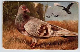 Red Pied Carrier Pigeon Birds Postcard Rustic View Artist Signed Muller 317 - £12.11 GBP