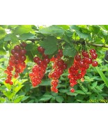 Red Lake Currant Plants from my &quot;Organic&quot; Indiana Homestead Garden Ships... - $220.50 MXN