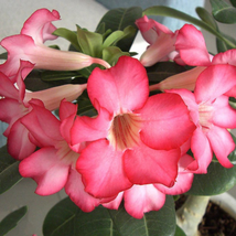 Adenium Single Petals White Flowers with Rose Pink Edge Desert Rose 2 Seeds - £5.55 GBP