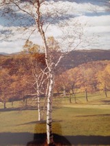 Vermont Autumn Fall Foliage Birch Tree Mountains Gilt Framed Matted Photograph - £99.68 GBP