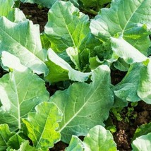 USA SELLER Premier Kale Seed Kai Lan Gai Lan Vegetable 300 Seeds Fast Shipping - £13.24 GBP