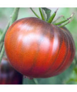 15 Seeds Black Sea Man Tomato Non Gmo - £7.31 GBP