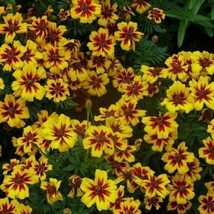 Best French Marigold Dwarf Dainty Marietta Short Beneficial Flower 200 Seeds - £3.75 GBP
