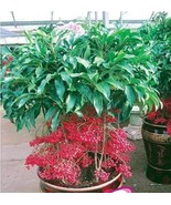 10 Seeds Ardisia Crenata Coral Berry,DIY Tree Seeds - £23.12 GBP