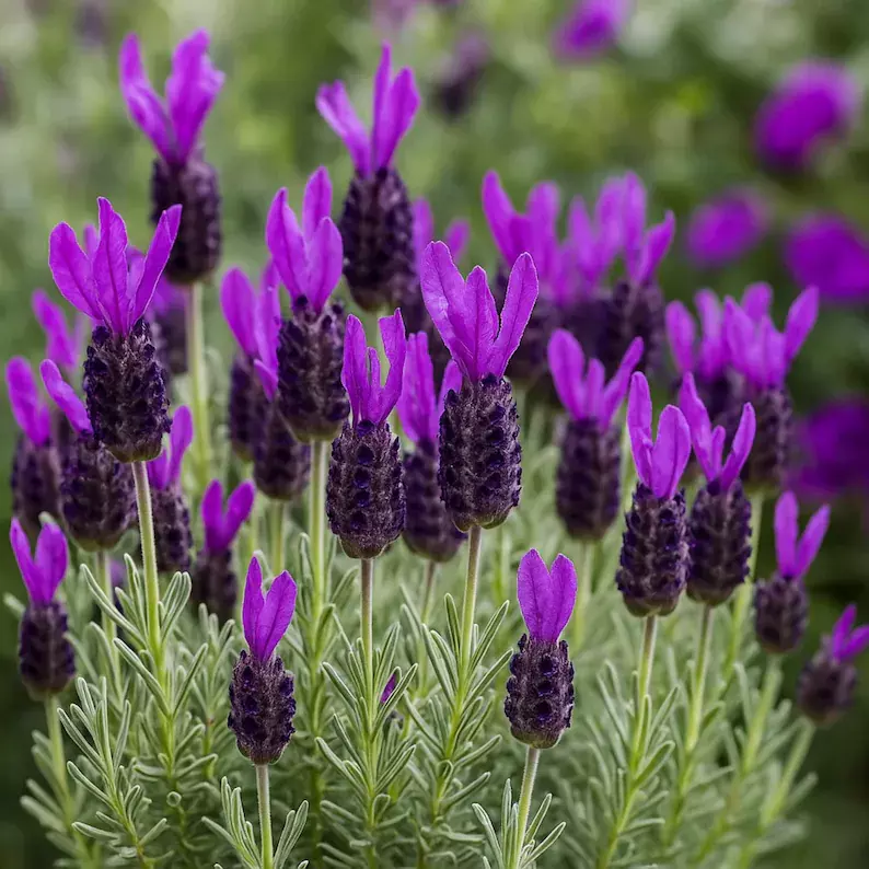 Purple Ribbon Spanish Lavender Live Plant – Fragrant Drought Tolerant Herb - $82.42