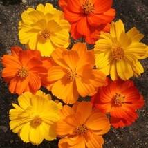 Bright Lights Cosmos 100 Seeds | Non-GMO | FROM USA - £4.39 GBP