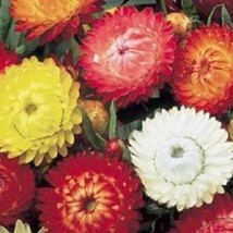 100 Tall Double Mixed Colors Strawflower Helichrysum Monstrosum Flower Seeds New - £12.22 GBP