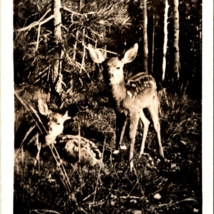 Vintage RPPC Fawn Deer in Forest REL Photographer Unposted Postcard - £10.35 GBP
