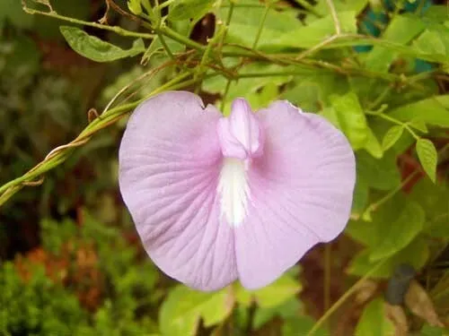 Clitoria Ternatea Single Pink 10 Seeds Fresh Garden - £18.84 GBP