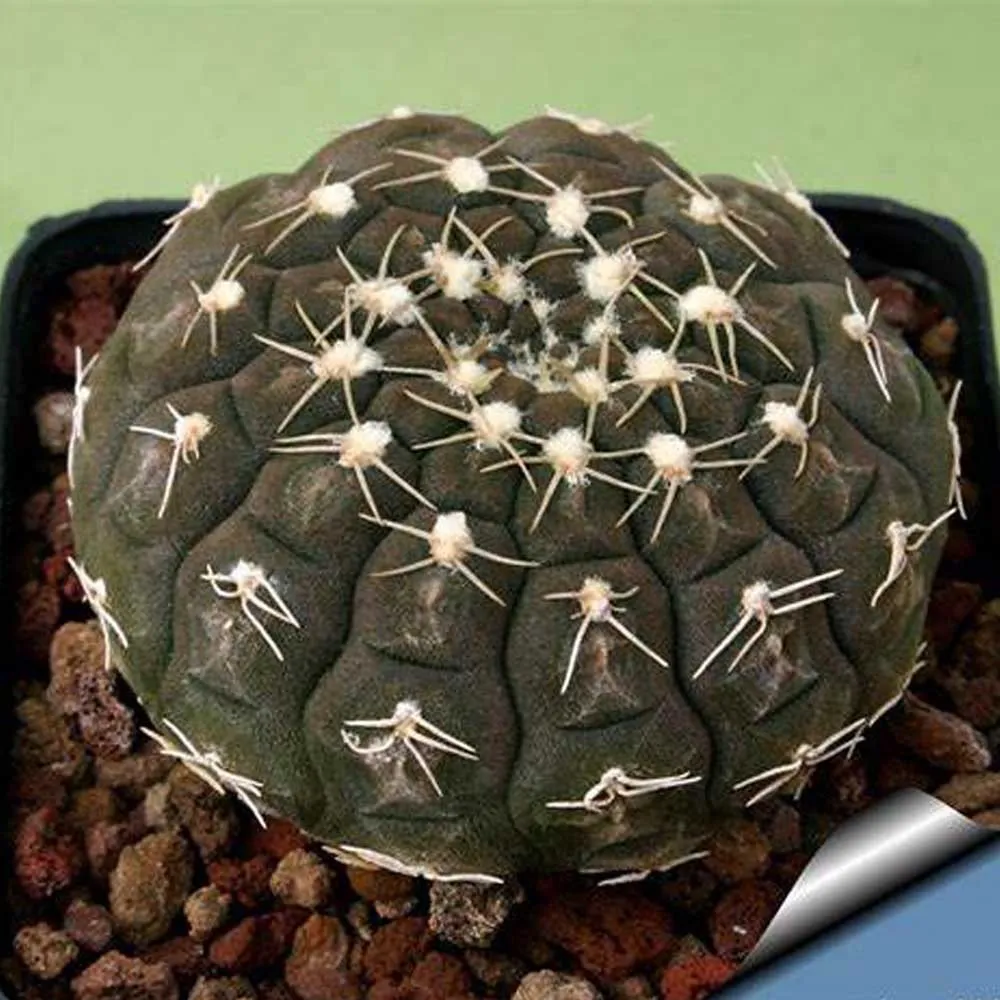  Gymnocalycium ragonesei Seeds  Cactus Plants 10pcs - £6.32 GBP