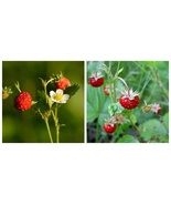 USA Seller lot of 5 Wild Woodland Strawberry LIVE bare root Rhizomes - £27.72 GBP