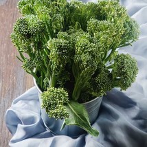 1000 Broccoli Seeds Waltham 29 Seeds Nongmo Heirloom  From US  - £6.58 GBP