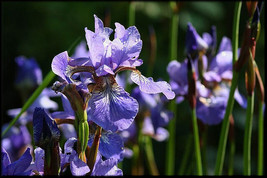 VP Iris Western Blue Flag Iris Flower 21 Seeds Seeds - £1.24 GBP