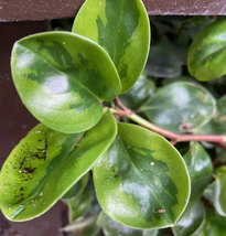 New Houseplants Live Plants Peperomia Lemon Lime House Plant 2.5&quot; x 4&quot; I... - $27.99