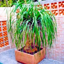 New Seeds 10 seeds of Ponytail Palm Tree Indoor USA Seller - $35.49