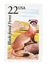 1987 22c Black-Footed Ferret, North American Wildlife Scott 2333 Mint F/VF NH - £1.48 GBP