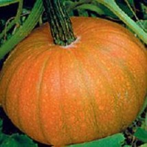 New Fresh Seeds Pumpkin Small Sugar Pie - $13.98