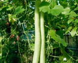 5 Snake Gourd  Seeds  Lagenaria Siceraria Bottle Gourd Seeds  Hột Bầu Fa... - $8.99