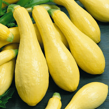 Straightneck Squash Seeds 30 Ct Early Prolific Summer Squash Yellow Vegetable Fr - £7.02 GBP