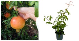 NEW ! Wonderful Pomegranate Plant - Punica - Houseplant/Outdoors - 4&quot; Pot - £37.65 GBP
