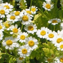 300 Feverfew Tanacetum Parthenium Herb Flower Seeds New Fresh Seeds - $14.90