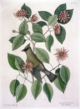 Decor Poster.Interior wall design.Chatterer bird.Mark Catesby nature art.14973 - £12.16 GBP+