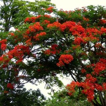 New Fresh Seeds Royal Poinciana Seeds Organic Delonix Regia Seeds Red Outdoor Fl - $7.98