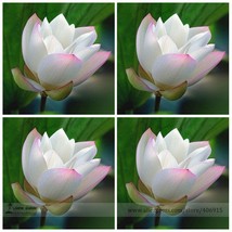 Heirloom White Nelumbo Nucifera w/ Red Top Lotus Flower Seeds, Professional Pack - £3.26 GBP