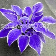 200 PCS Hosta Plants Perennials Plantain Flower - $12.75