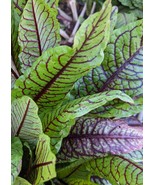 SEED-Bloody Dock, Red Sorrel, Beautiful Edible Leaves, Hardy Perennial Herb - $3.83 - $7.66