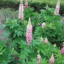 USA Seller Lupine Seeds Lupini Pink Shades 25 Seeds Perennial Seeds Lupinus Seed - £15.04 GBP