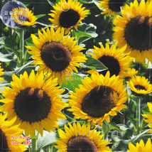 Giant Sunflowers Seeds 6 Seeds Annual Univalved Single Headed Flowers Gi... - $8.97