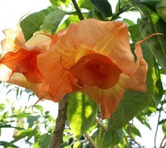 THJAR 10 Magic Momen Angel Trumpet Seeds Flowers Seed Flower Brugmansia Datura 6 - £6.51 GBP