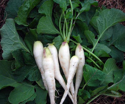 Radish Seed ,White Lady Radish, Radish Seeds, 50 Seeds , Organic , NON-GMO - £1.97 GBP