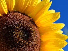 FRESH Skyscraper Sunflowers - Seeds - Organic - Non Gmo - Heirloom Seeds – Flowe - $9.35
