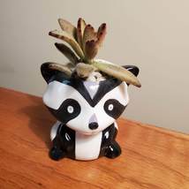 Mini Panda Planter with Panda Plant Succulent, Animal Plant Pot with Kalanchoe image 2