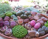 Lithops Vibrant Mix Living Stones 25 Seeds - $8.99