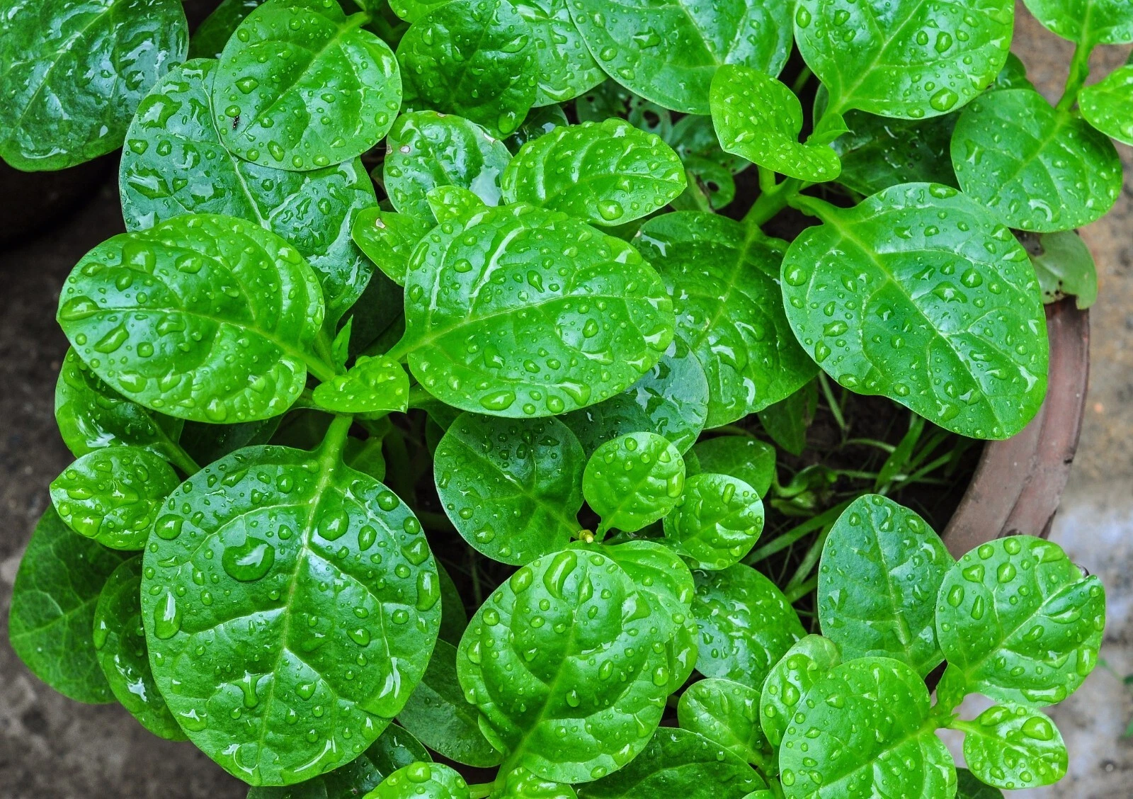 150+Malabar Spinach Seeds Mong Toi Ceylon Vine Spinach GMO Free Perennial - $4.00