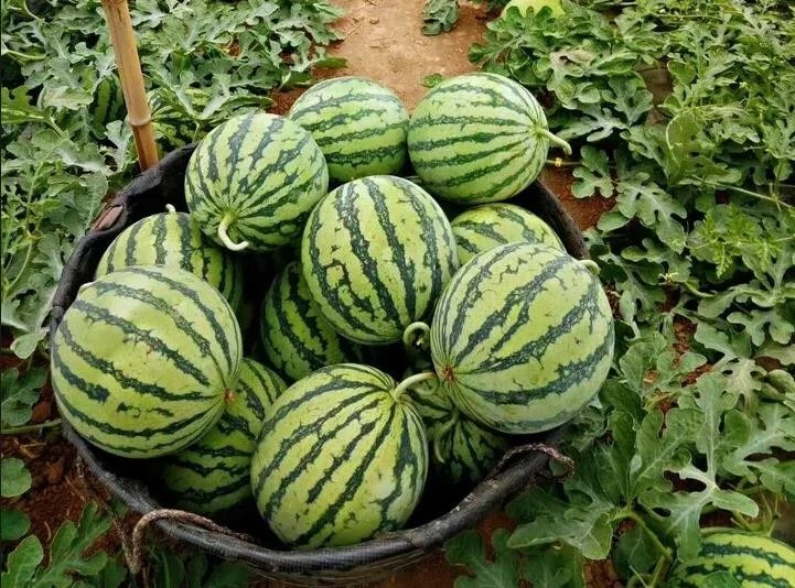 Super sweet watermelon seeds 15+ - $9.69