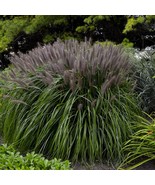 Red Head Fountain Grass - Pennisetum - 4&quot; Pot - $900.91 MXN