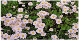 VP Pink Daisy Chrysanthemum  Perennial Flower 100 Seeds Usa Seller Grown - $3.61