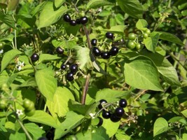 Huckleberry Garden Huckle Berry 45 Seeds - £5.50 GBP