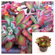 SEPTH Echeveria Pulvinata 4Inches Plant Ruby Slippers Plant Plush Plant Live Pla - £5.90 GBP