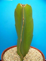 Dragon fruit  pitaya exotic cactus collection cacti edible good eat plant 4&quot; pot - £8.05 GBP
