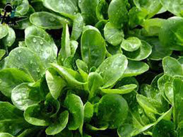 500 Dutch Corn Salad Seeds Lamb?? Lettuce Mache Locusta Herb Vegetable  From US  - £6.59 GBP